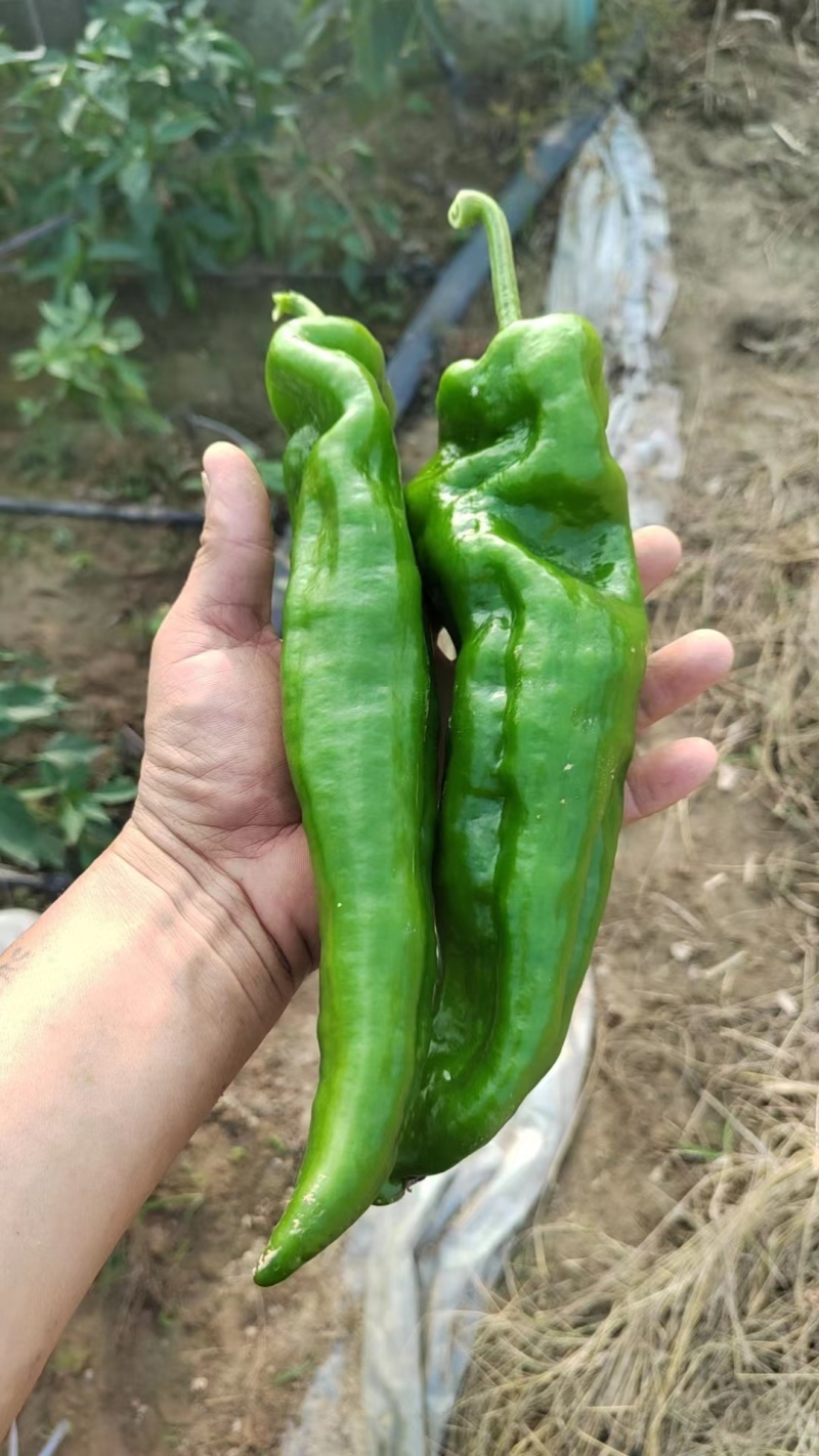 河南商丘夏邑产地301辣椒大量有货保质保量