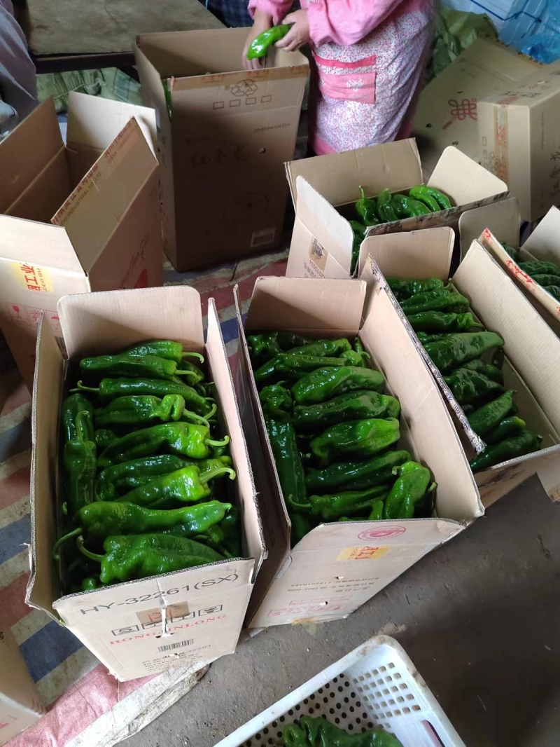 河南商丘夏邑产地301辣椒大量有货保质保量