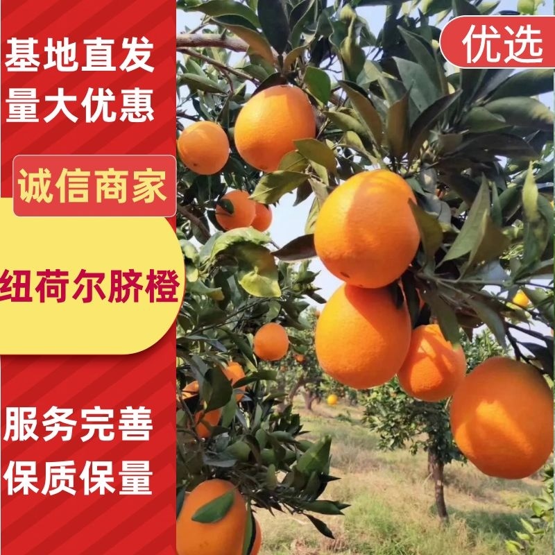 纽荷尔脐橙原产地直发个头大纯甜多汁对接商超市场社区