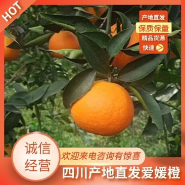 爱媛果冻橙四川自贡爱媛橙已经上市欢迎各位老板咨询