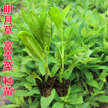 三七苗种苗富贵菜易种植好管理白背三七多年生