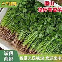 香菜中叶铁杆青香菜河北产区基地大量供应保质保量电联