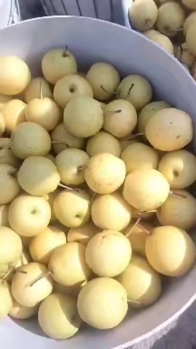 绥中大白梨又脆皮薄肉厚甜电商市场商超供全国