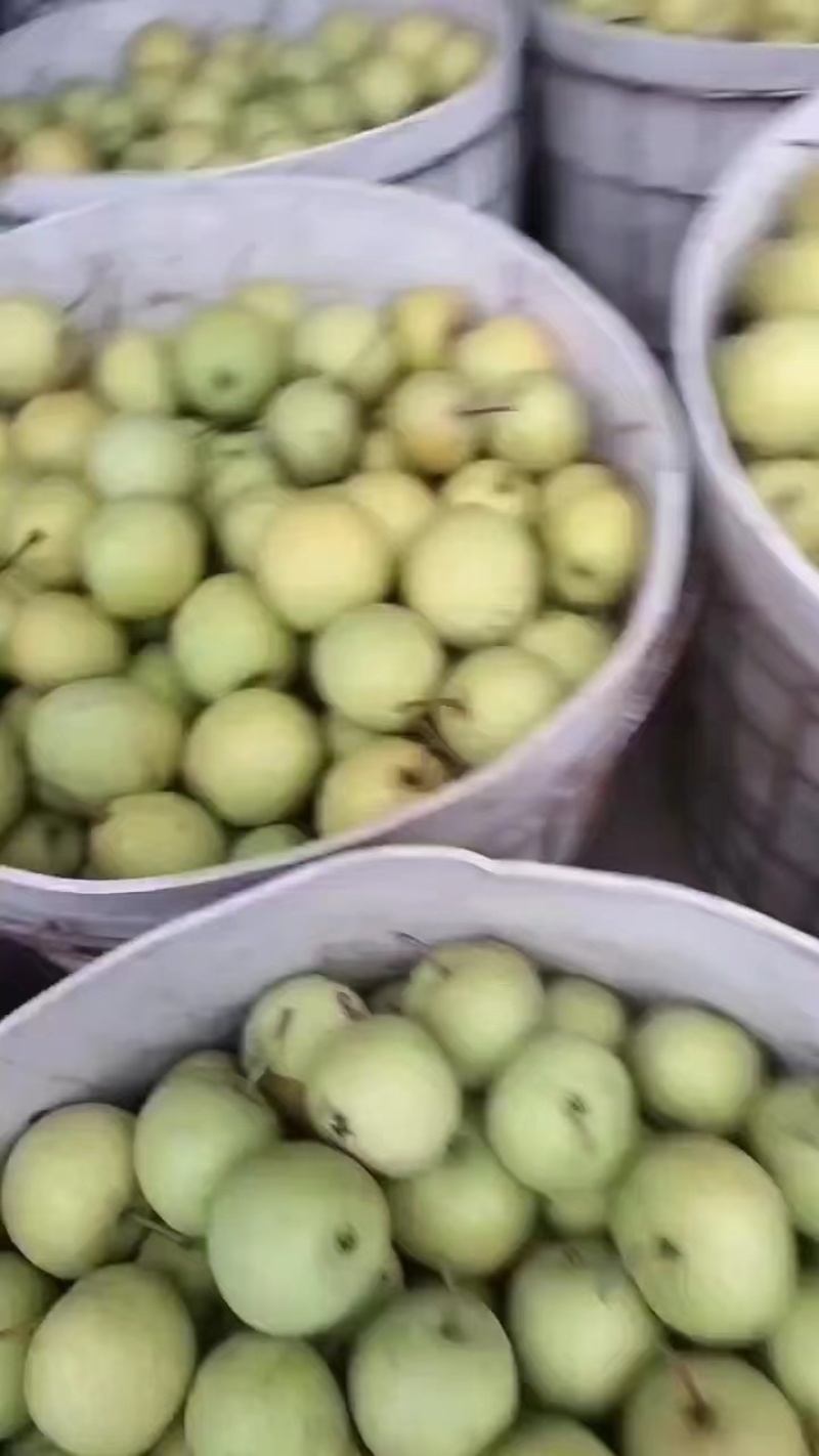 绥中大白梨又脆皮薄肉厚甜电商市场商超供全国