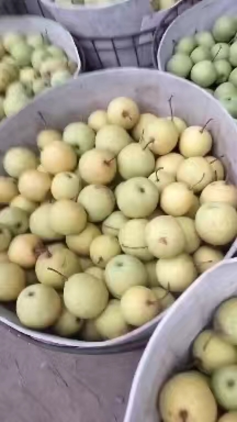 绥中大白梨又脆皮薄肉厚甜电商市场商超供全国