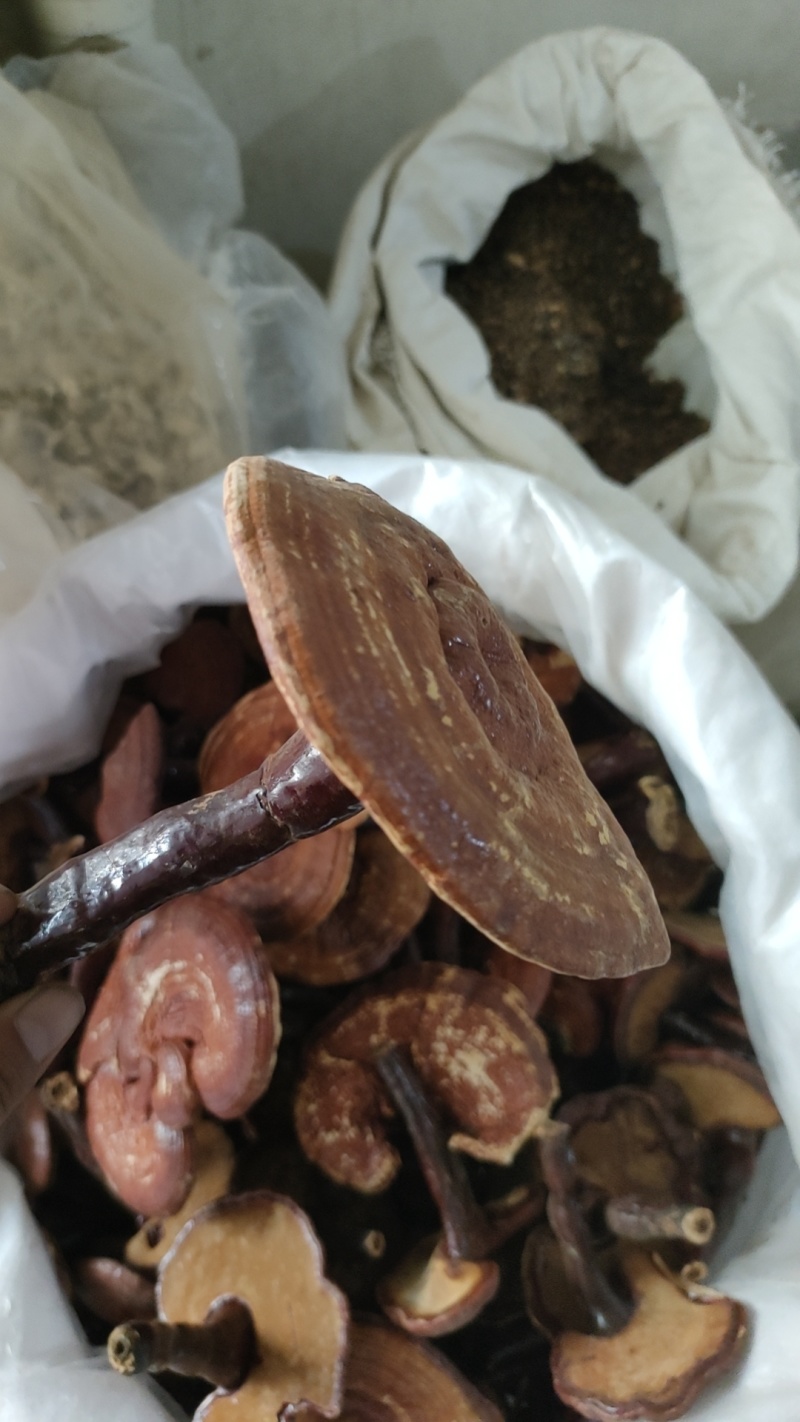 精品灵芝中药材量大从优欢迎各位老板合作专业直销