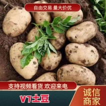 【实力供货土豆】陕西V7土豆品质规格齐全量大从优来电