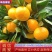 【蜜桔】宜昌特早蜜橘皮薄多汁现摘现发对接全国市场