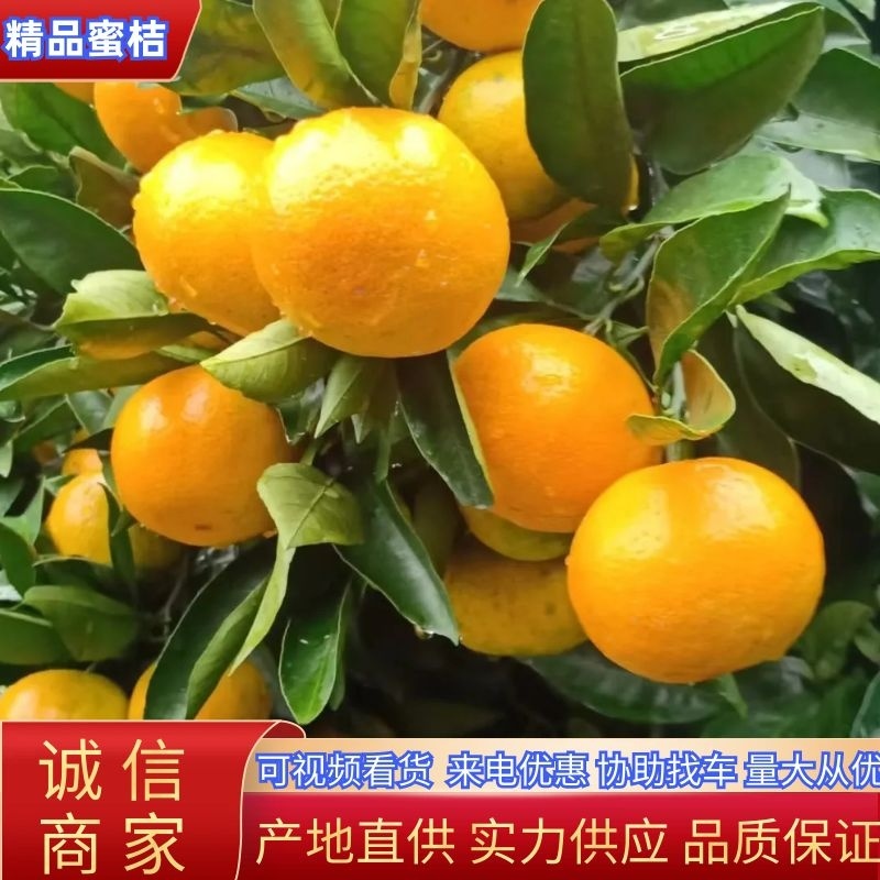 【蜜桔】宜昌特早蜜橘皮薄多汁现摘现发对接全国市场