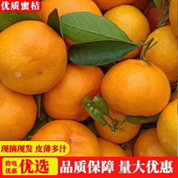 【今日推荐】云南特早蜜桔产地直供精选品质皮薄多汁