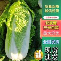 河北定州精品北京新三号白菜支持各种包装专业工人