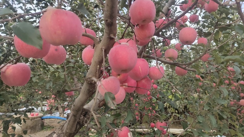 红富士苹果代理代发全国，大量上货价格低，品质优良免费视频