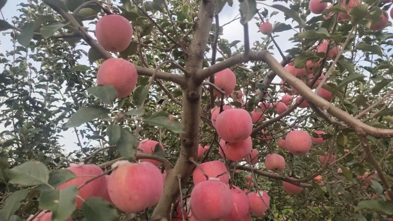 红富士苹果代理代发全国，大量上货价格低，品质优良免费视频