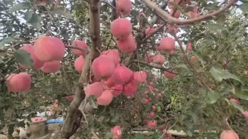 红富士苹果代理代发全国，大量上货价格低，品质优良免费视频
