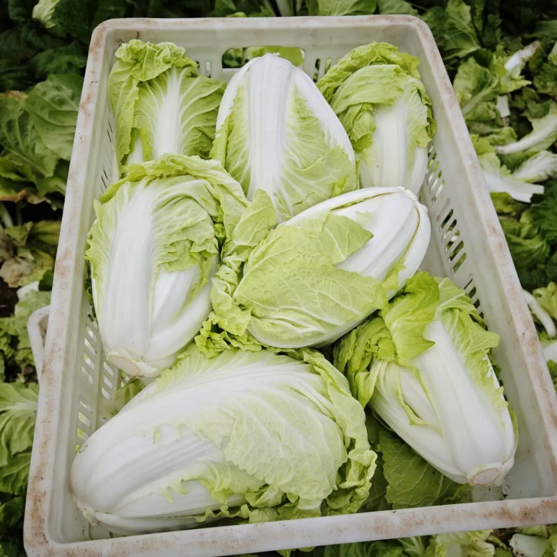 精品东京868白菜新乡小包对接电商上市量大从优