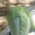夏先夏阳白菜大量上市，产地大白菜，河南白菜欢迎联系看货