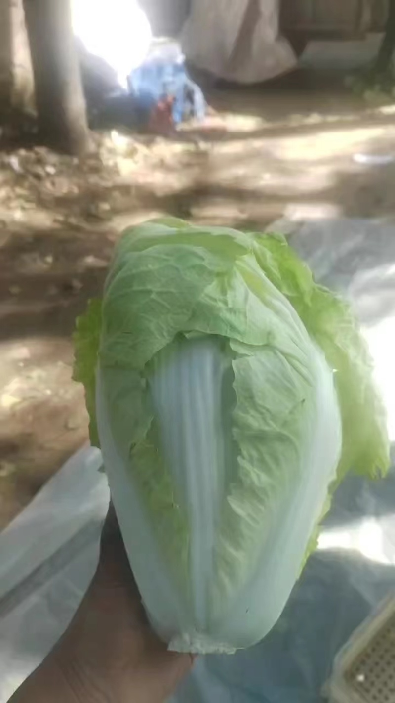 夏先夏阳白菜大量上市，产地大白菜，河南白菜欢迎联系看货