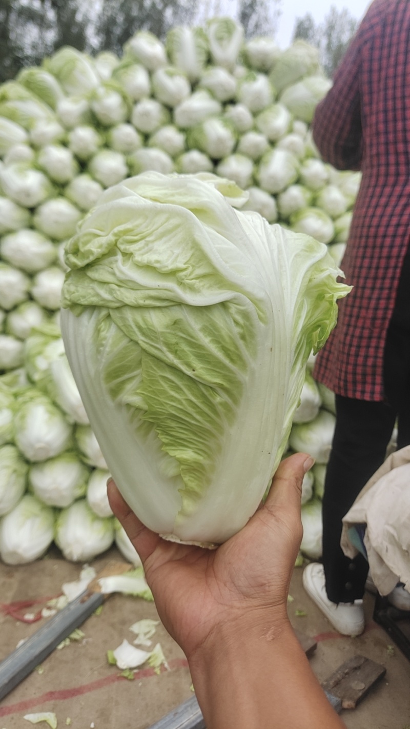 夏先夏阳白菜大量上市，产地大白菜，河南白菜欢迎联系看货