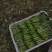 【新鲜上市】广东菜心鲜嫩清甜菜心菜苔绿叶对接商超市场