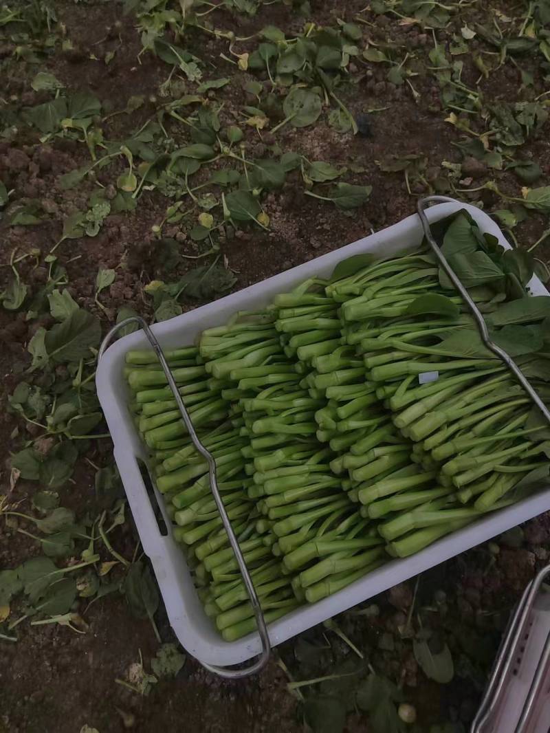【新鲜上市】广东菜心鲜嫩清甜菜心菜苔绿叶对接商超市场
