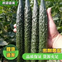 河南黄瓜，密刺黄瓜黑条油量青肉，万亩蔬菜种植基地货源充足