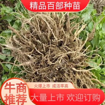 【百部苗】中药材百部种苗生产厂家基地批发提供技术支持