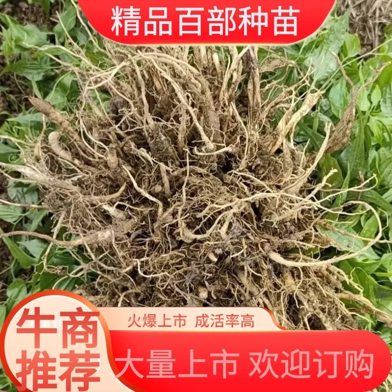 【百部苗】中药材百部种苗生产厂家基地批发提供技术支持