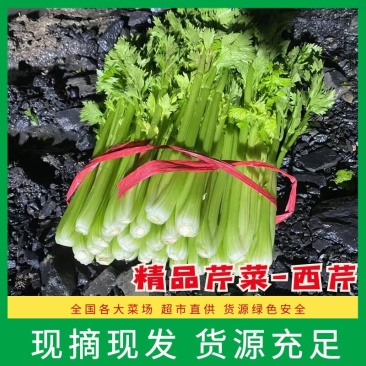 河南芹菜西芹万亩蔬菜大棚基地规格齐全全天供应