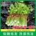 河南芹菜西芹万亩蔬菜大棚基地规格齐全全天供应