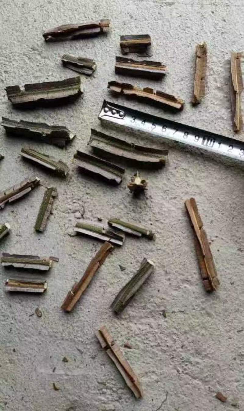 鬼箭羽特级优品供应厂家直发，无任何差价，售后保障