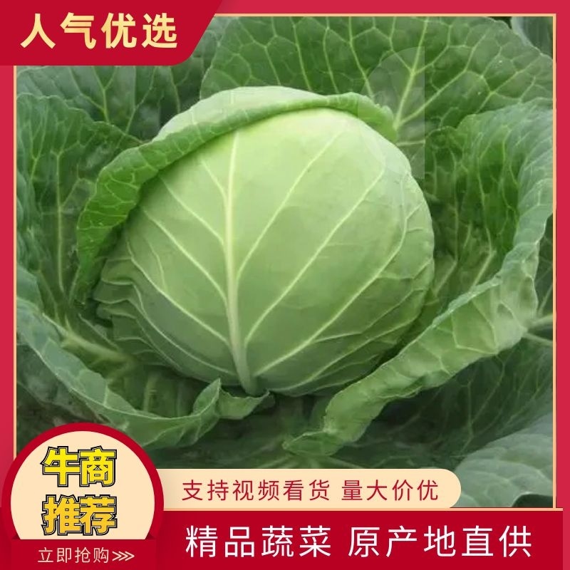 恒绿25甘蓝，颜色好看个头均匀，宣度刚好全部大棚菜。