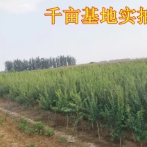 石榴苗突尼斯软籽大红袍石榴蒙阳红基地直发现挖