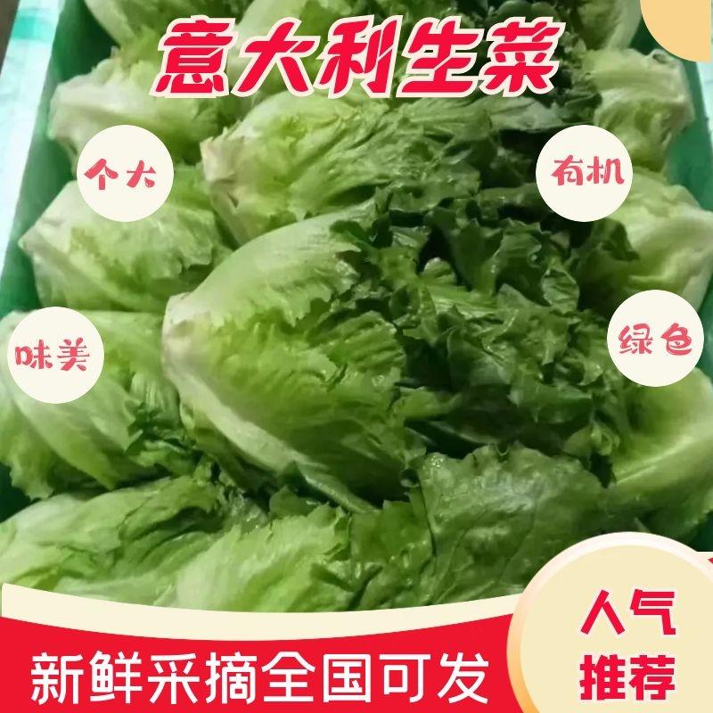 【甄选】邯郸精品意大利生菜产地直发，一手货源价优欢迎