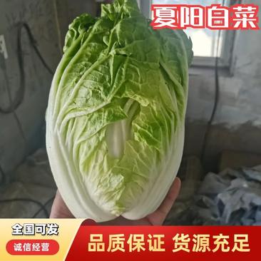 精品邯郸夏阳白菜，产地大量现货
