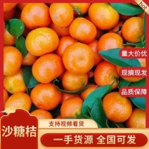 【广西砂糖橘】广西桂沙糖桔新鲜采摘鲜果直达欢迎咨询