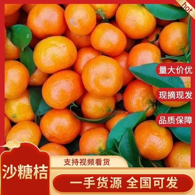 【金秋砂糖橘】广西桂沙糖桔新鲜采摘鲜果直达欢迎咨询