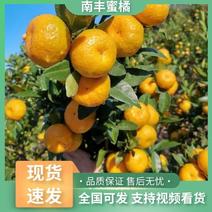 【实力代办】广西南丰蜜橘产地直供现货批发欢迎咨询