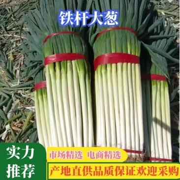 【精品】大葱,甘肃酒泉,大量上市,价格低欢迎老板采购