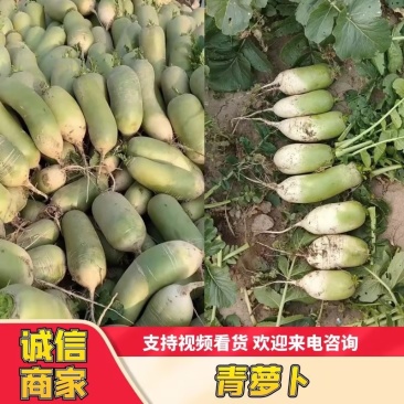【优选】青萝卜-淮阳产地一手货源-质量好-价格低-欢迎电联