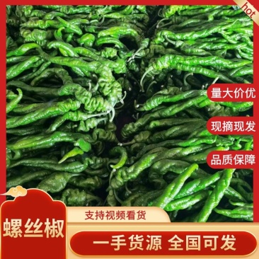 【鲜辣椒】河南安阳内黄县螺丝椒大量上市产地发新鲜采摘对接