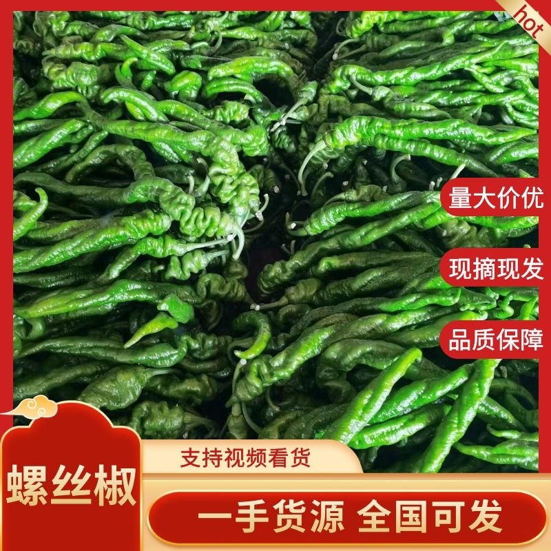 【鲜辣椒】河南安阳内黄县螺丝椒大量上市产地发新鲜采摘对接
