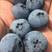 辽宁精品蓝莓批发零售可一件代发定制规格全国发货