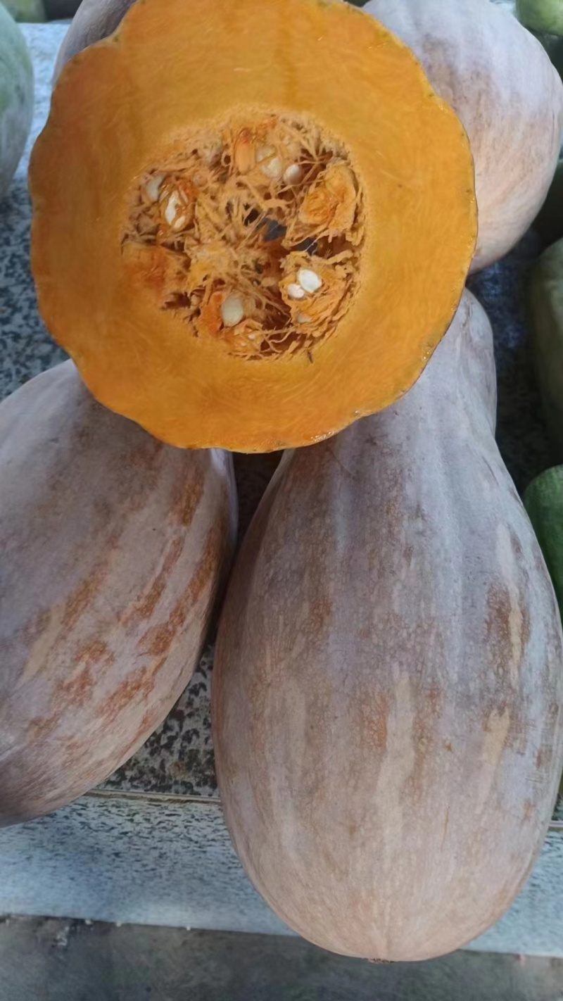 密本南瓜产地直发量大从优，质量三包诚信经营