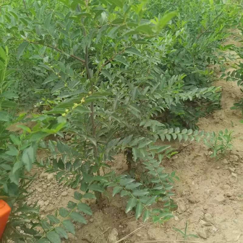 高产药用酸枣苗，精品，基地一手货源规格多样欢迎电联下单