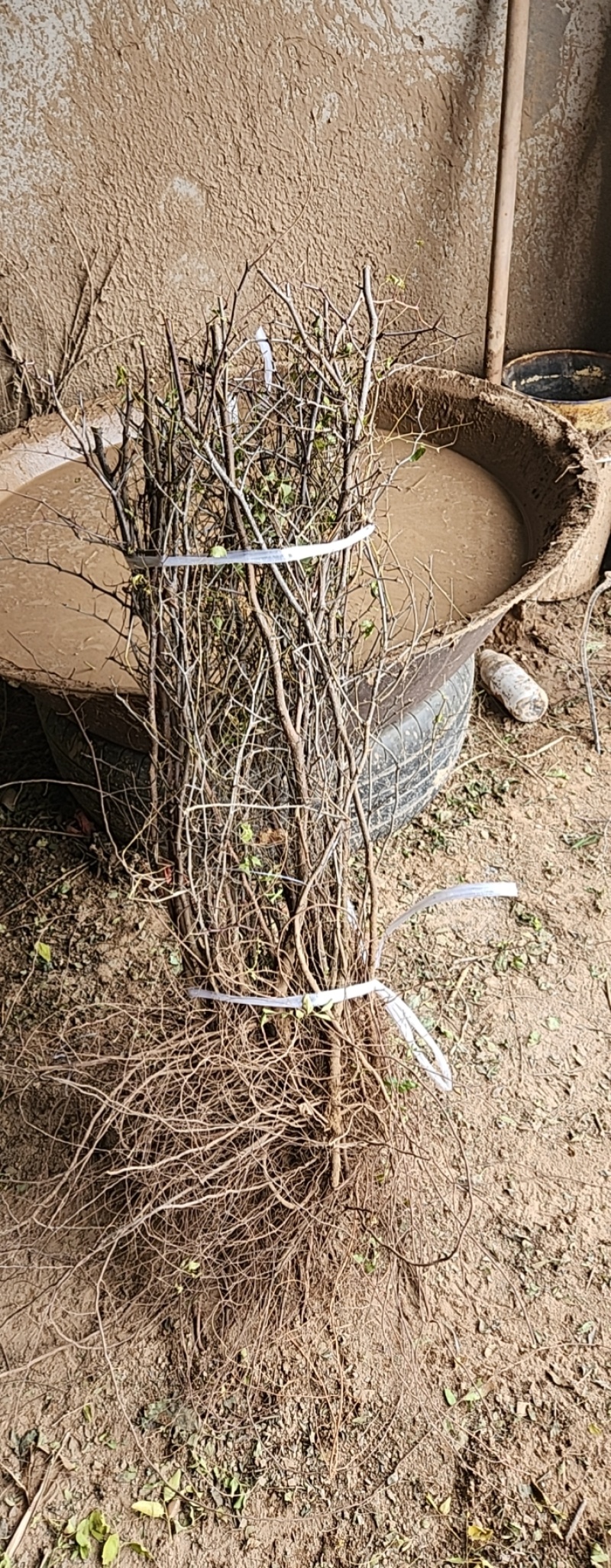 高产药用酸枣苗，精品，基地一手货源规格多样欢迎电联下单