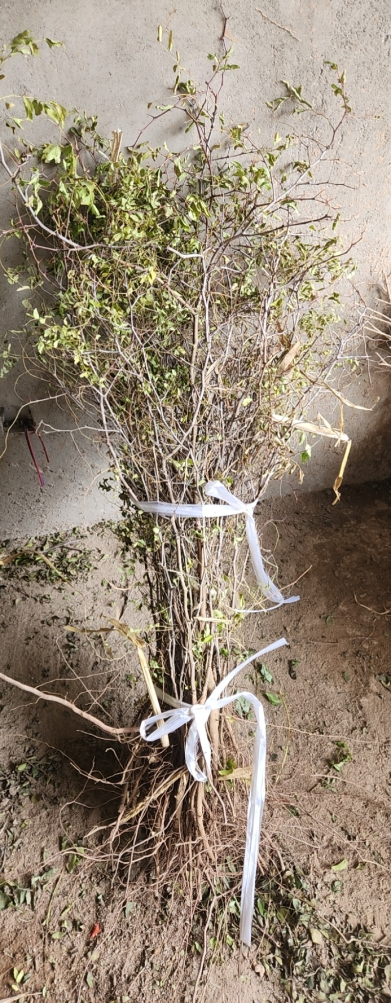 高产药用酸枣苗，精品，基地一手货源规格多样欢迎电联下单