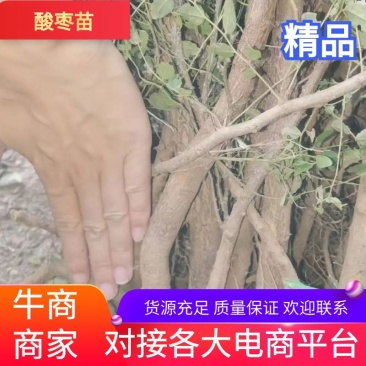 高产药用酸枣苗，精品，基地一手货源规格多样欢迎电联下单