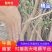 高产药用酸枣苗，精品，基地一手货源规格多样欢迎电联下单