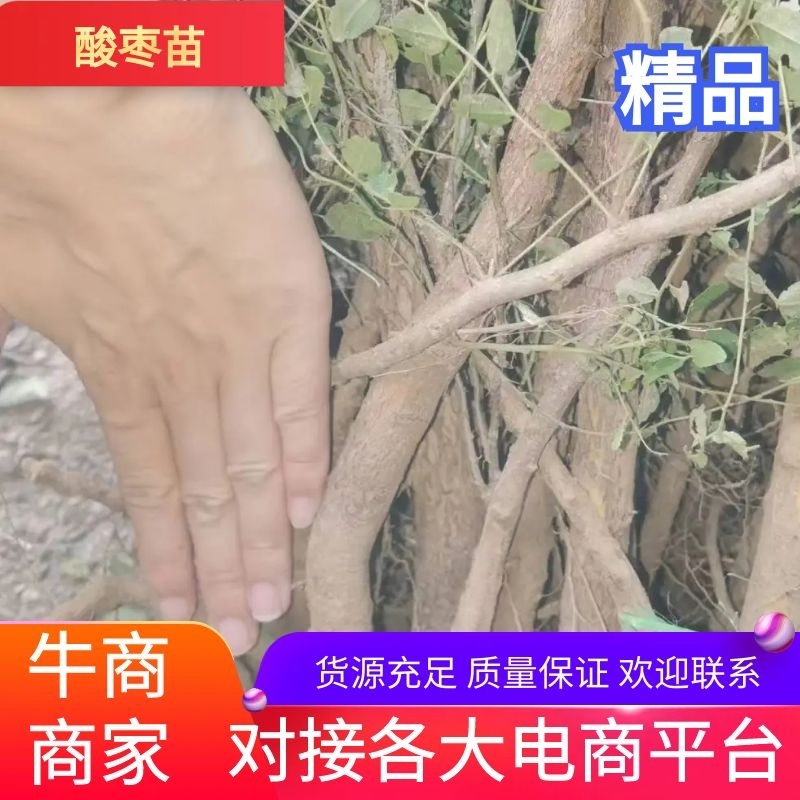 高产药用酸枣苗，精品，基地一手货源规格多样欢迎电联下单