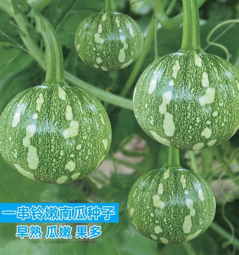 青皮一串玲小青瓜种子南韩五月早贵阳菜瓜种子中早熟菜南瓜种